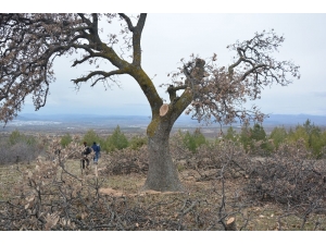 Ormandaki Ağaçları Kaçak Kestiler