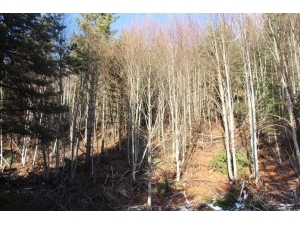 Bolu’da, Sıklık Bakım Çalışmaları Tamamlandı