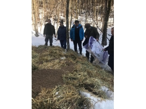 Mengen’de Yaban Hayvanları Yemlendi