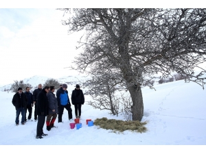 Vali Pehlivan Hayvanlar İçin Doğaya Yem Bıraktı