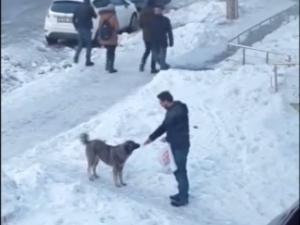 Aç Kalan Sokak Köpeğini Eliyle Besledi