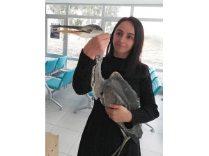Yaralı Kuşa Anında Müdahale Edildi