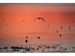 Konya’nın Göllerinde Su Kuşu Sayım Çalışmaları Tamamlandı