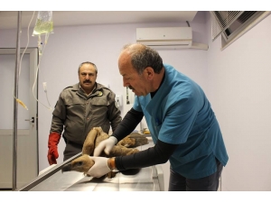 Akdağ’da Zehirlenen Kızıl Akbaba Sağlığına Kavuşunca Doğaya Salındı