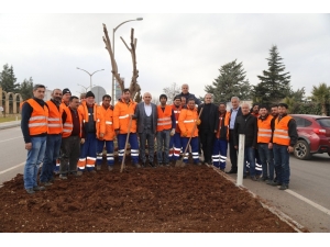 Kilis’te Lale Soğanı Dikilmeye Devam Ediliyor