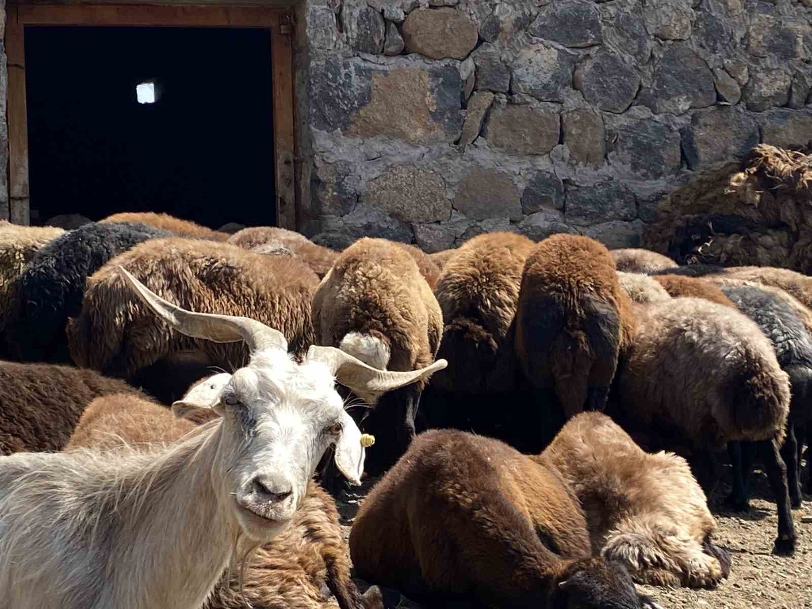 patnos-ta-koyun-sagimi-mesaisi-devam-ediyor