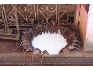 Fareler Tapınağı Turistlerin İlgi Odağı