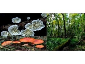 Bu Mantarlar Sadece Samsun’da Yetişiyor