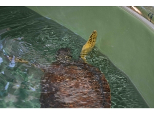 Misina Yutan Deniz Kaplumbağası Telef Oldu