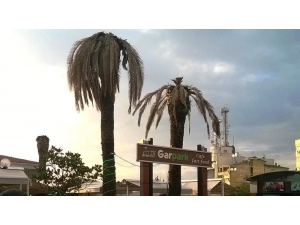 Aydın’da Palmiyeler Kuruyor