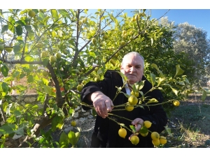 Ege’de Soğuk Narenciyeyi Etkiledi