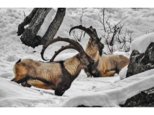 Tunceli’nin Yaban Hayatından Belgesellik Görüntüler