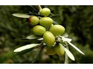 Venezuela, İtalya Ve Yunanistan Türk Zeytinini Keşfetti