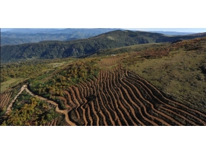 Ordu’da 15 Yılda 20 Milyon Fidan Dikildi