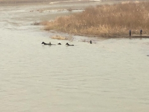 Dicle Nehrinde Mahsur Kalan 4 At, İtfaiye Ekipleri Tarafından Kurtarıldı