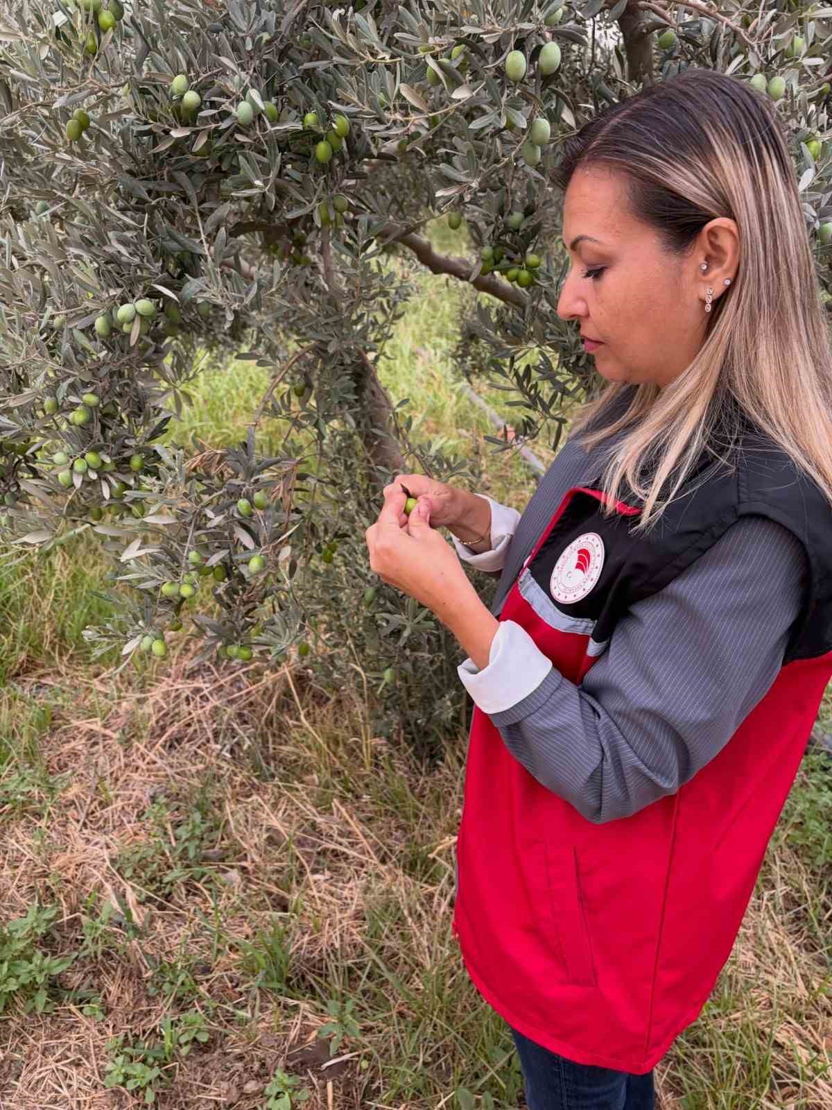 burhaniye-de-zeytin-bahcelerinde-zeytin-sinegi-kontrolleri-artirildi
