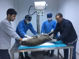 Avcıların Kurşunuyla Yaralanan Karaca, Sağlığına Kavuştu