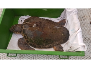 Bir Hafta İçinde İkinci Caretta Caretta Sahile Vurdu