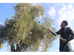 Zeytin Hasadında Sona Erdi