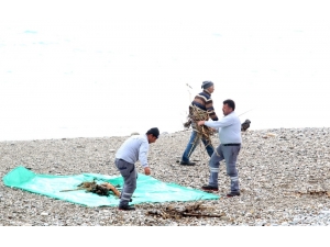 Büyükşehirden Fırtına Sonrası Konyaaltı’nda Sahil Temizliği