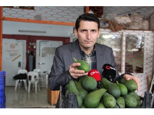 Alanya’da Bu Yıl Avokado Üretiminde Hedef 60 Milyon Adet