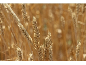 İlçe Bazlı Kuraklık Verim Sigortası Poliçe Tarihi Uzatıldı