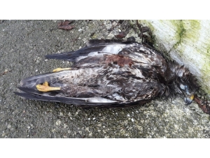 Araştırmacıların Yıllardır Uydudan İzlediği Doğanı Vurdular