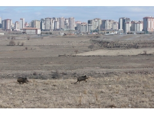 Aç Kalan Domuzlar Şehre İndi