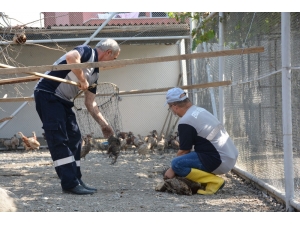Kene İle Mücadele İçin 5 Bin Kanatlı Doğaya Salındı