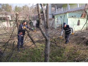 Siirt’te Ağaç Budama Çalışmaları Başladı