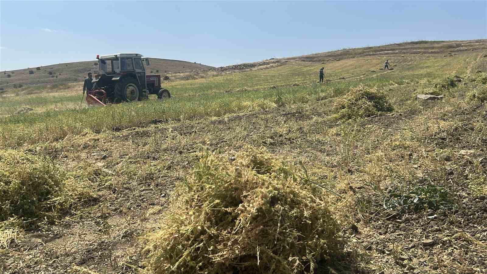 yozgat-ta-mercimek-hasadi-basladi-ciftcinin-yuzu-guldu-verim-beklentisi-yukseldi