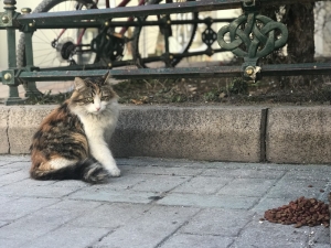 Eskişehirliler Sokak Hayvanlarını Unutmuyor