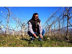 Sarıgöl’de Yalancı Bahar