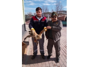 Konya’da Yaralı Bulunan Şahin Koruma Altında