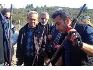 Menteşe’de Ceviz Yetiştiriciliği Kursu