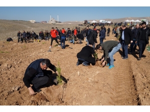 Batman Üniversitesi Yerleşkesine Bin 740 Fidan Dikildi
