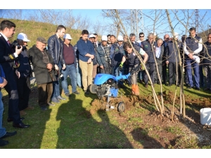 Fındık Bahçelerinde Doğru Uygulamalar Verimi Arttırıyor