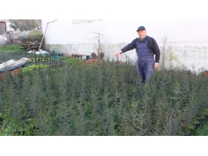 Emekli Vatandaş, Bandırma’nın Fidan İhtiyacını Karşılıyor