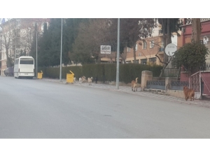 Köpekten Kaçan Çocuğun Ayağı Kırıldı