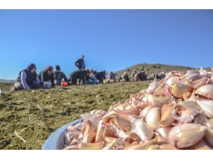 Taşköprü’nün Beyaz Altını Toprakla Buluştu
