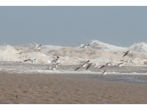 Martıların Dev Dalgalarla Dansı