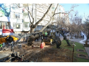 Koruma Altında Olan Asırlık Çınara Bakım Yapıldı