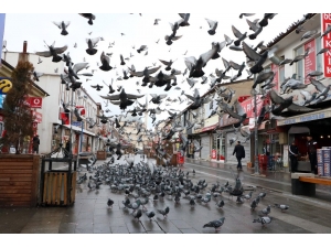 Aç Kalan Güvercinleri Esnaf Besliyor