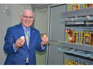 Üniversiteli Tavuklar Ve Arılar, Bilim İçin Çalışıyor, Kazanç Sağlıyor