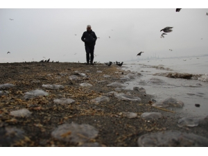 Kocaeli Büyüşehir Belediysi: “Denizanalarının Çoğalma Nedeni Kirlilik Değil, Doğa Olayı”