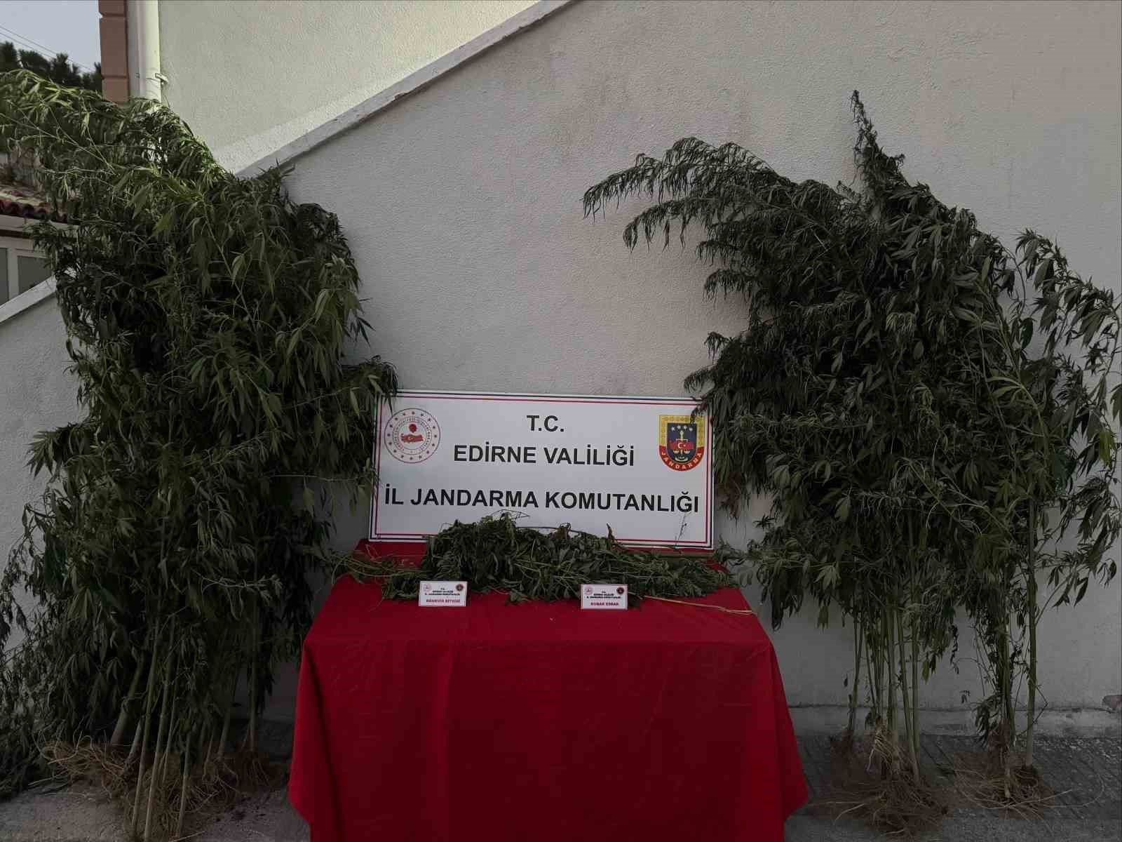 edirne-de-52-kok-kenevir-ve-1-kilo-310-gram-esrar-ele-gecirildi-kenevirleri-sularken-sucustu-yakalandi