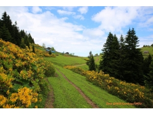 Ordu’da Bal Ormanı 7’ye Ulaştı