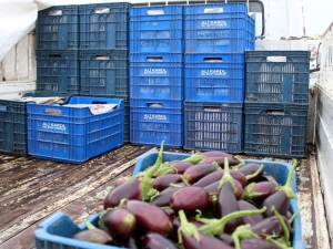 Patlıcanın Fiyatı 1 Haftada Yarı Yarıya Düştü