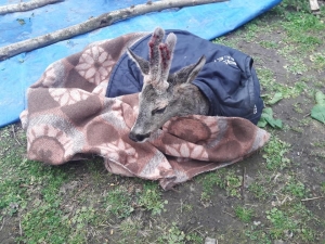 Ordu’da En Çok Yaralı Karaca Tedavi Edildi