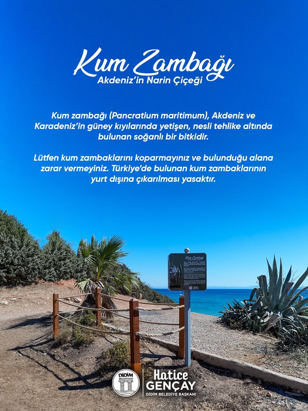 didim-belediyesi-kum-zambagi-ni-koruma-altina-aldi